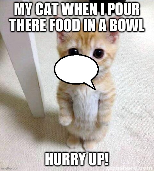 Hey Everyone I Didnt Finish This But It Wont Let Me Delete It! Pretend The Speech Mark Aint There | MY CAT WHEN I POUR THERE FOOD IN A BOWL; HURRY UP! | image tagged in memes,cute cat | made w/ Imgflip meme maker