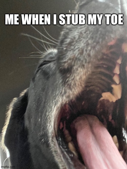 Dog | ME WHEN I STUB MY TOE | image tagged in funny memes | made w/ Imgflip meme maker
