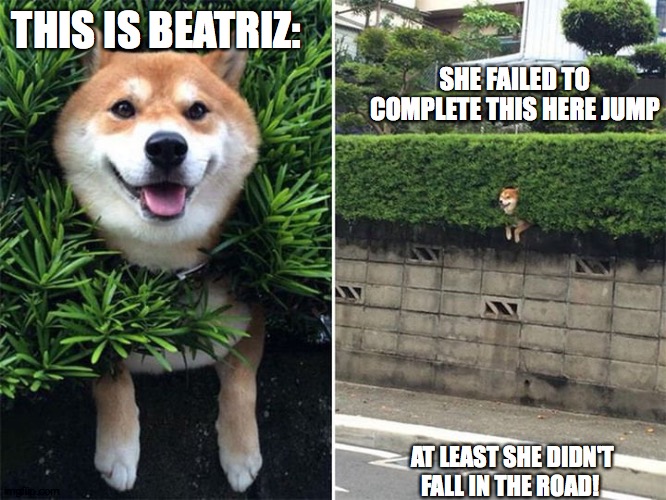 Meet Beatriz! | SHE FAILED TO COMPLETE THIS HERE JUMP; THIS IS BEATRIZ:; AT LEAST SHE DIDN'T FALL IN THE ROAD! | image tagged in beatriz,mission failed | made w/ Imgflip meme maker
