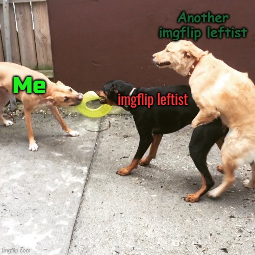 Every time. One can't take me on without backup and even with a numerical advantage over me I still win easily | Another imgflip leftist; Me; imgflip leftist | image tagged in one sided dog fight,leftists,leftist,political meme | made w/ Imgflip meme maker