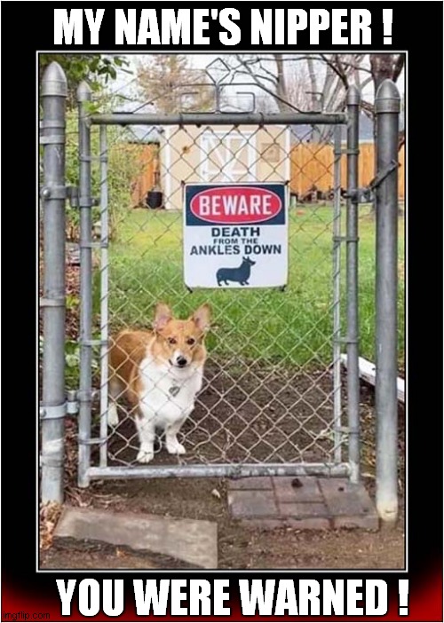 Enter At Your Own Risk ! | MY NAME'S NIPPER ! YOU WERE WARNED ! | image tagged in dogs,beware,biting ankles | made w/ Imgflip meme maker