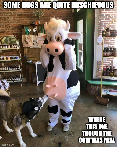 Dog Munching on Cow Costume Udder | SOME DOGS ARE QUITE MISCHIEVOUS; WHERE THIS ONE THOUGH THE COW WAS REAL | image tagged in dogs,costume,memes | made w/ Imgflip meme maker