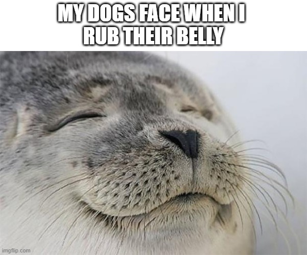 seal belly rub |  MY DOGS FACE WHEN I 
RUB THEIR BELLY | image tagged in memes,satisfied seal,dog,work,dog memes | made w/ Imgflip meme maker