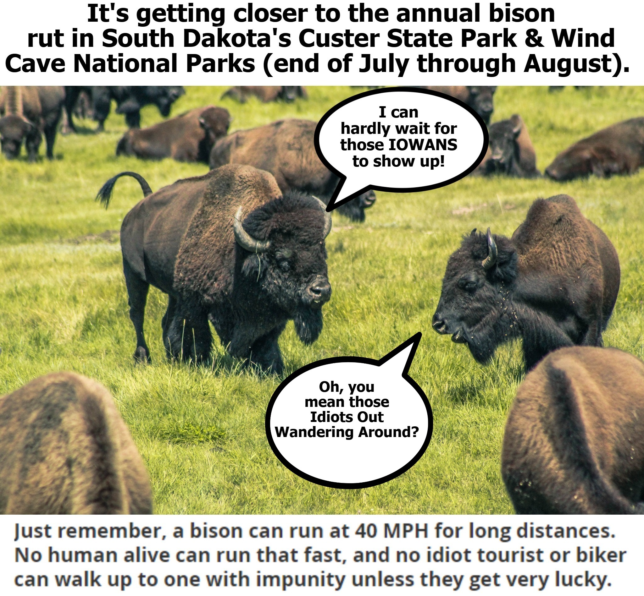 The Annual Black Hills Biker Toss is Coming Soon! | image tagged in idiots out wandering around,iowa,bison,buffalo,sturgis bike rally,black hills | made w/ Imgflip meme maker