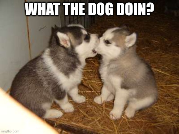 Cute Puppies Meme | WHAT THE DOG DOIN? | image tagged in memes,cute puppies | made w/ Imgflip meme maker