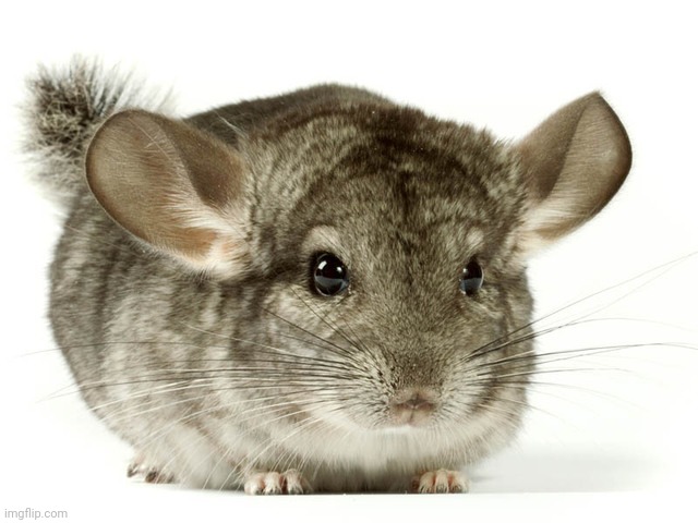 Chinchilla | made w/ Imgflip meme maker