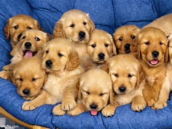 cute puppies | image tagged in cute puppies | made w/ Imgflip meme maker