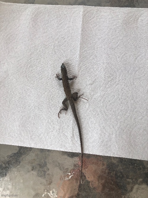 Lizard fren! | made w/ Imgflip meme maker