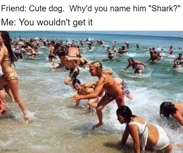 Let's go to the beach! | Friend: Cute dog.  Why'd you name him "Shark?"; Me: You wouldn't get it | made w/ Imgflip meme maker