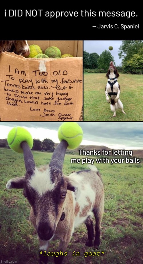 Give me back my balls! |  Thanks for letting me play with your balls; *laughs in goat* | image tagged in funny memes,funny dogs,funnygoats,tennis balls | made w/ Imgflip meme maker