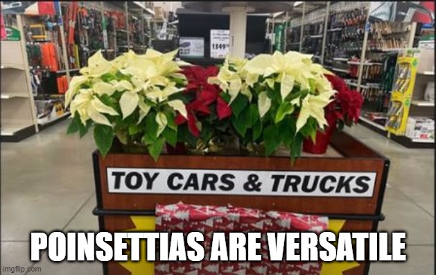 Every Kid Wants One | POINSETTIAS ARE VERSATILE | image tagged in you had one job | made w/ Imgflip meme maker