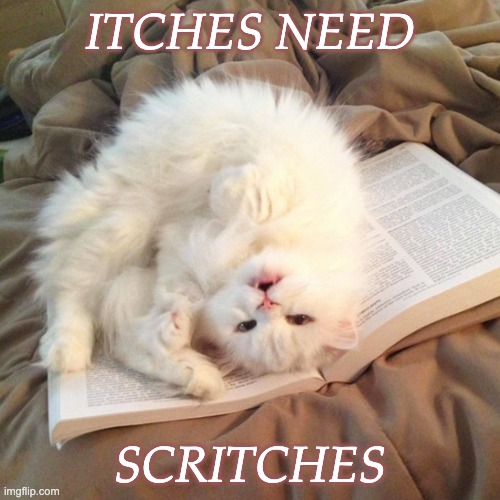 but don't forget your real job | ITCHES NEED; SCRITCHES | image tagged in cat on book,cat,attention,now | made w/ Imgflip meme maker