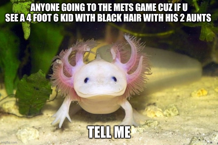 (mod note: lmao shorty/j) | ANYONE GOING TO THE METS GAME CUZ IF U SEE A 4 FOOT 6 KID WITH BLACK HAIR WITH HIS 2 AUNTS; TELL ME | image tagged in axolotl | made w/ Imgflip meme maker
