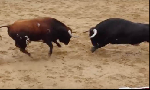 Bull fight Blank Meme Template