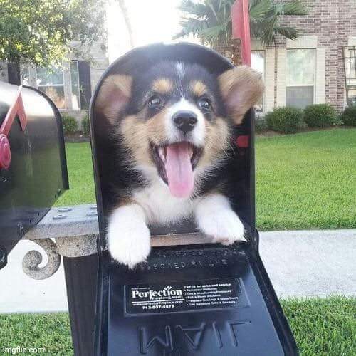 Cute doggo in mailbox | image tagged in cute doggo in mailbox | made w/ Imgflip meme maker
