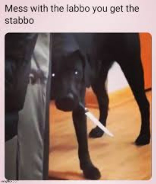 B O R K | image tagged in doggo,why is the fbi here | made w/ Imgflip meme maker