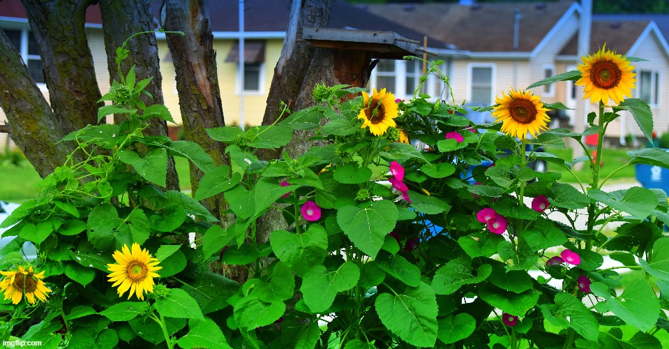 good morning in my front yard | made w/ Imgflip meme maker