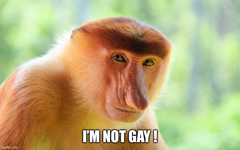 nosacz monkey | I’M NOT GAY ! | image tagged in nosacz monkey | made w/ Imgflip meme maker