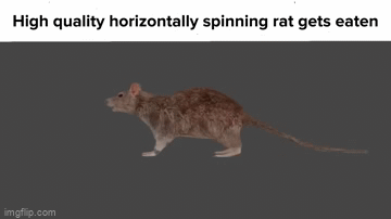 Big Rat GIFs