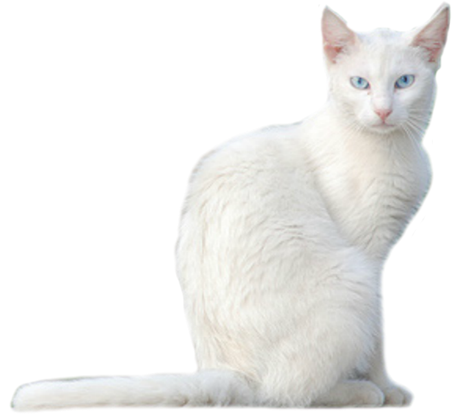 White Cat Blank Meme Template