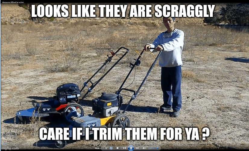 Walk Behind Trimmer Reviews | LOOKS LIKE THEY ARE SCRAGGLY CARE IF I TRIM THEM FOR YA ? | image tagged in walk behind trimmer reviews | made w/ Imgflip meme maker