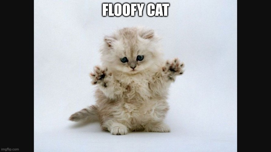 Fluffy cat | FLOOFY CAT | image tagged in fluffy cat | made w/ Imgflip meme maker