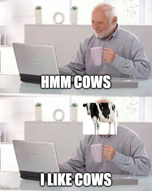 cows |  HMM COWS; I LIKE COWS | image tagged in memes,hide the pain harold,cows,online,laptop | made w/ Imgflip meme maker