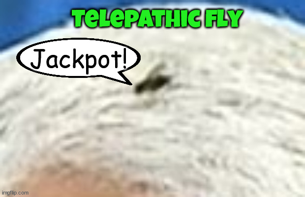 Fly | Telepathic fly; Jackpot! | image tagged in fly | made w/ Imgflip meme maker