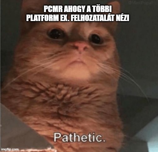 Pathetic Cat | PCMR AHOGY A TÖBBI PLATFORM EX. FELHOZATALÁT NÉZI | image tagged in pathetic cat | made w/ Imgflip meme maker