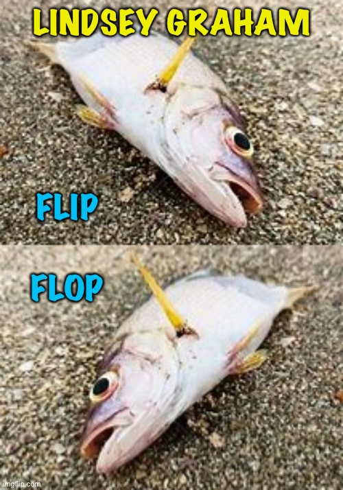 FLIP FLOP LINDSEY GRAHAM | image tagged in dead fish | made w/ Imgflip meme maker