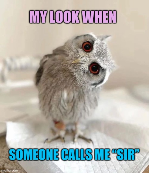Trans women issues | MY LOOK WHEN; SOMEONE CALLS ME “SIR” | image tagged in transgender,women,owl,funny memes | made w/ Imgflip meme maker