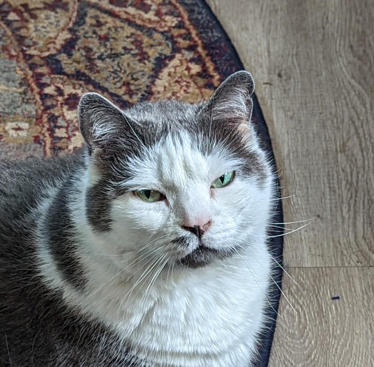 judgy cat Blank Meme Template