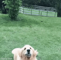 Perfect mouth catch - Imgflip