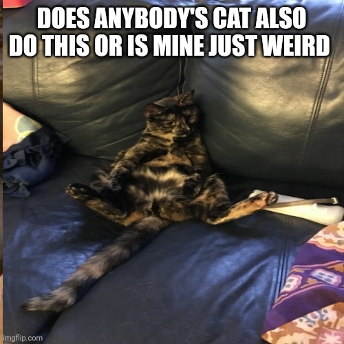 I need answers | DOES ANYBODY'S CAT ALSO DO THIS OR IS MINE JUST WEIRD | image tagged in cats,funny | made w/ Imgflip meme maker