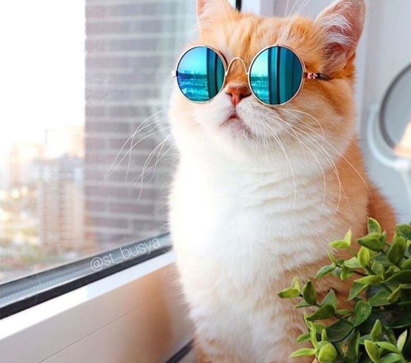 High Quality Sunglasses cat Blank Meme Template