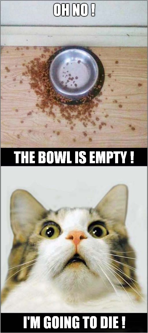 Let Not Poor Kitty Starve ! | OH NO ! THE BOWL IS EMPTY ! I'M GOING TO DIE ! | image tagged in cat,feeding,starvation | made w/ Imgflip meme maker