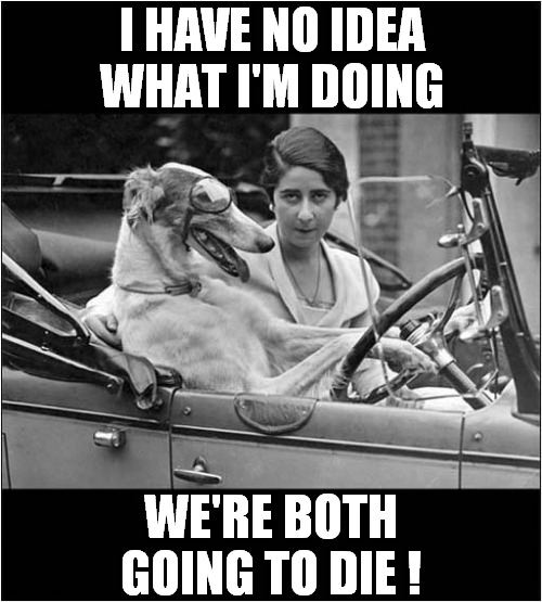 Four Legs Good !  Four Wheels Bad ! | I HAVE NO IDEA WHAT I'M DOING; WE'RE BOTH GOING TO DIE ! | image tagged in dogs,dog driving,death | made w/ Imgflip meme maker