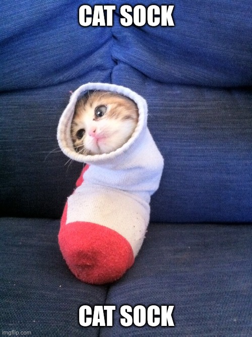 Cat in a sock | CAT SOCK CAT SOCK | image tagged in cat in a sock | made w/ Imgflip meme maker