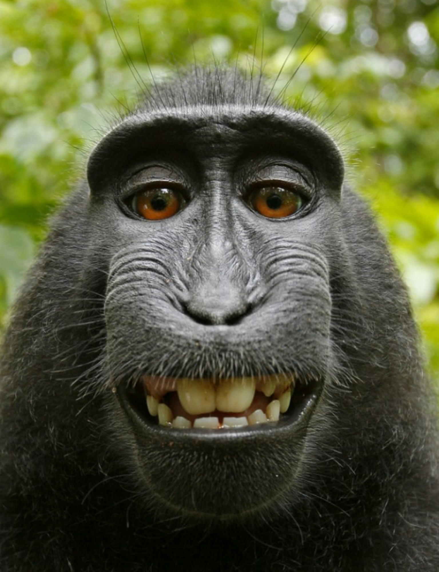 Smiling monkey selfie Blank Meme Template
