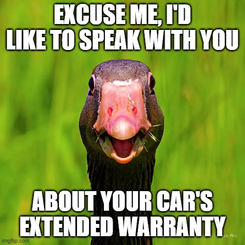 extended warranty goose | EXCUSE ME, I'D LIKE TO SPEAK WITH YOU; ABOUT YOUR CAR'S EXTENDED WARRANTY | image tagged in goose,extended warranty | made w/ Imgflip meme maker