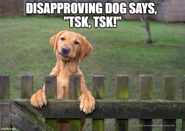 Disapproving Dog | DISAPPROVING DOG SAYS, 
"TSK, TSK!" | image tagged in dog,shame,disapproval | made w/ Imgflip meme maker