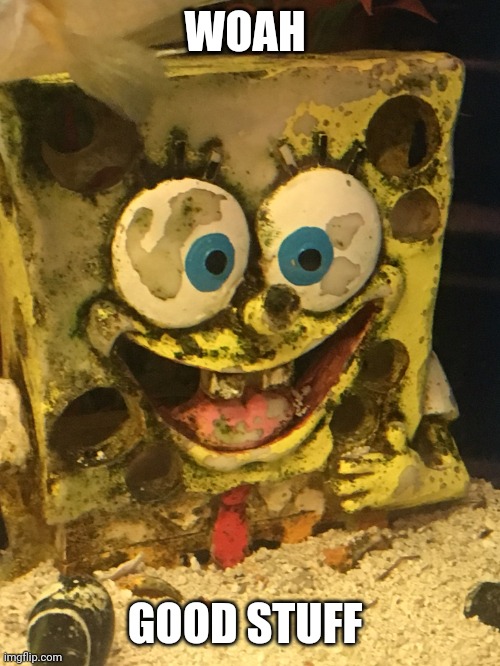 Spongebod on crack | WOAH GOOD STUFF | image tagged in spongebod on crack | made w/ Imgflip meme maker