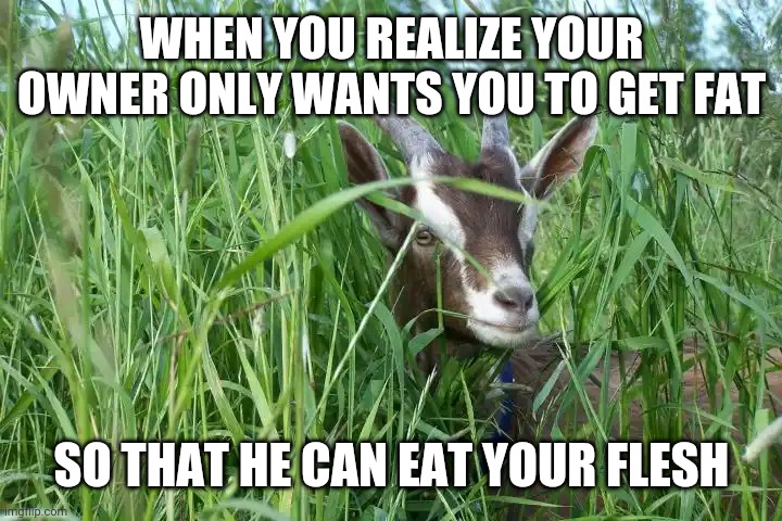 Goat in tall grass | WHEN YOU REALIZE YOUR OWNER ONLY WANTS YOU TO GET FAT; SO THAT HE CAN EAT YOUR FLESH | image tagged in goat in tall grass | made w/ Imgflip meme maker