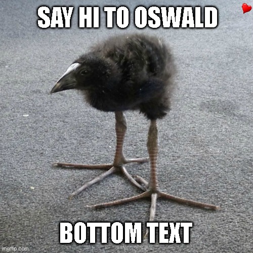 oswald <3 | SAY HI TO OSWALD; BOTTOM TEXT | image tagged in oswald | made w/ Imgflip meme maker