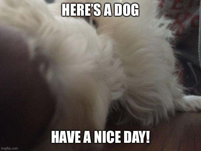 Dog | HERE’S A DOG; HAVE A NICE DAY! | image tagged in memes | made w/ Imgflip meme maker