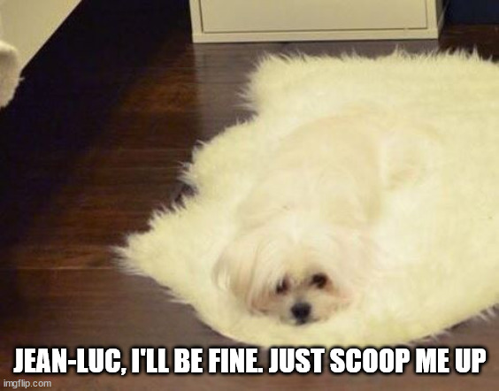 dog melt | JEAN-LUC, I'LL BE FINE. JUST SCOOP ME UP | image tagged in dog melt | made w/ Imgflip meme maker