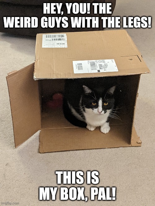 Box Cat |  HEY, YOU! THE WEIRD GUYS WITH THE LEGS! THIS IS MY BOX, PAL! | image tagged in box,cats,hey you,meme | made w/ Imgflip meme maker