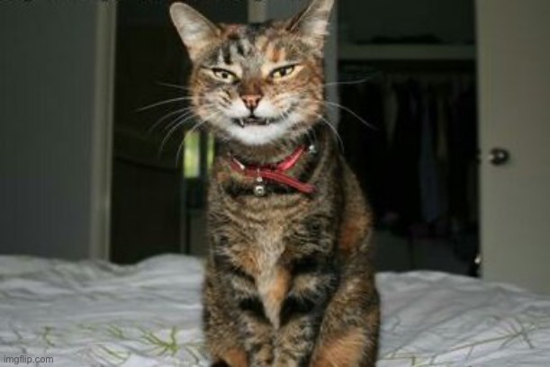 Evil Smile Cat | image tagged in evil smile cat | made w/ Imgflip meme maker