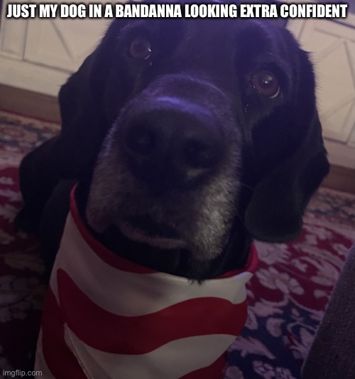 My goofy dog :) | JUST MY DOG IN A BANDANNA LOOKING EXTRA CONFIDENT | image tagged in my goofy dog,wholesome | made w/ Imgflip meme maker