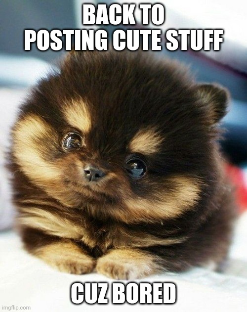 cute puppy eyes | BACK TO POSTING CUTE STUFF; CUZ BORED | image tagged in cute puppy eyes | made w/ Imgflip meme maker